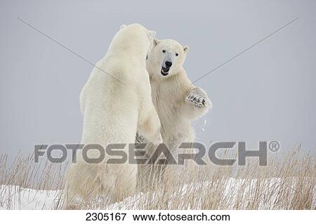 Stock Photo - Polar Bears Play Fighting Along The Shores Of Hudson's Bay; Churchill Manitoba Canada. Fotosearch