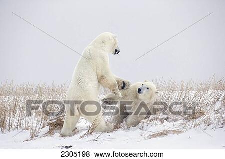Stock Photo - Polar Bears Play Fighting Along The Shores Of Hudson's Bay; Churchill Manitoba Canada. Fotosearch