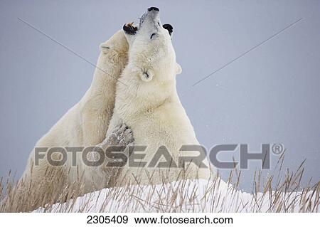 Polar Bears Play Fighting Along The Shores Of Hudson's Bay; Churchill Manitoba Canada View Large Photo Image Stock Photo - Polar Bears Play Fighting Along The Shores Of Hudson's Bay; Churchill Manitoba Canada. Fotosearch