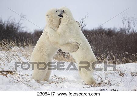 Stock Photo - Polar Bears Play Fighting Along The Shores Of Hudson's Bay; Churchill Manitoba Canada. Fotosearch