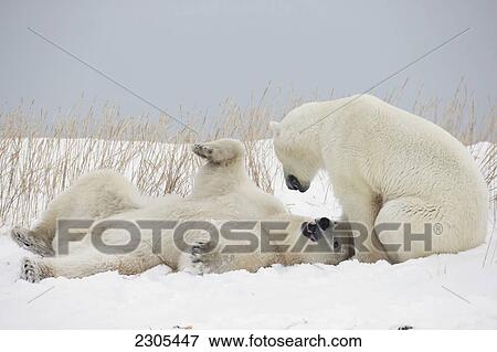 Stock Photo - Polar Bears Play Fighting Along The Shores Of Hudson's Bay; Churchill Manitoba Canada. Fotosearch