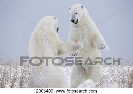Stock Photo - Polar Bears Play Fighting Along The Shores Of Hudson's Bay; Churchill Manitoba Canada. Fotosearch