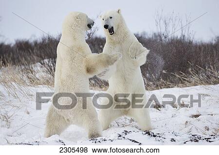 Stock Photo - Polar Bears Play Fighting Along The Shores Of Hudson's Bay; Churchill Manitoba Canada. Fotosearch