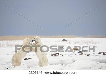 Stock Photograph - Polar Bears Play Fighting Along The Shores Of Hudson's Bay; Churchill Manitoba Canada. Fotosearch