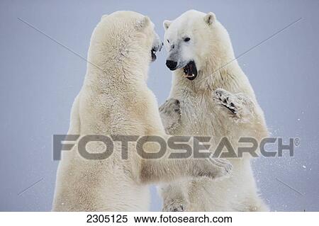 Stock Photography - Polar Bears Play Fighting Along The Shores Of Hudson's Bay; Churchill Manitoba Canada. Fotosearch