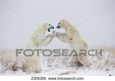 Stock Photography - Polar Bears Play Fighting Along The Shores Of Hudson's Bay; Churchill Manitoba Canada. Fotosearch
