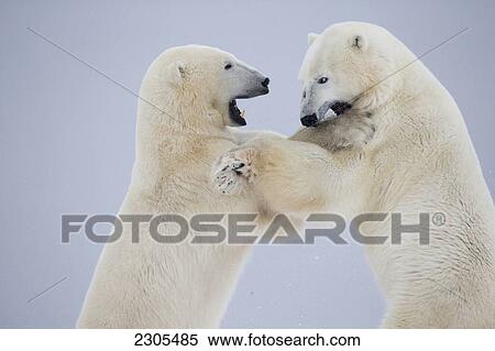Stock Photography - Polar Bears Play Fighting Along The Shores Of Hudson's Bay; Churchill Manitoba Canada. Fotosearch