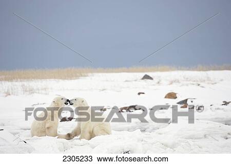 Polar Bears Play Fighting By Hudson's Bay With A Red Fox In The Background; Churchill Manitoba Canada View Large Photo Image Stock Image - Polar Bears Play Fighting By Hudson's Bay With A Red Fox In The Background; Churchill Manitoba Canada. Fotosearch