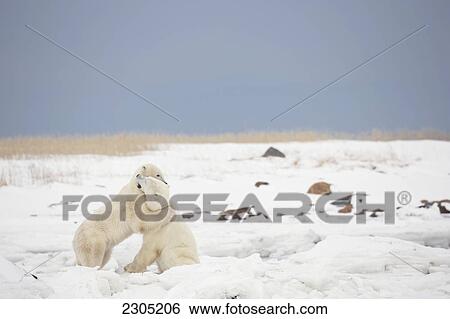 Polar Bears Play Fighting By Hudson's Bay With A Red Fox In The Background; Churchill Manitoba Canada View Large Photo Image Stock Photograph - Polar Bears Play Fighting By Hudson's Bay With A Red Fox In The Background; Churchill Manitoba Canada. Fotosearch