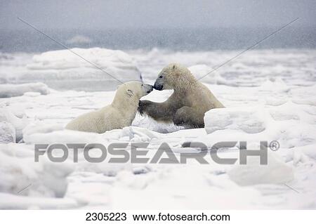 Stock Image - Polar Bears Play Fighting In The Icy Waters Of Hudson's Bay; Churchill Manitoba Canada. Fotosearch