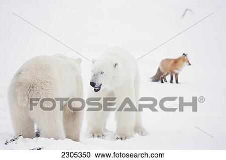 Stock Image - Polar Bears Play Fighting While A Red Fox Lurks Nearby; Churchill Manitoba Canada. Fotosearch
