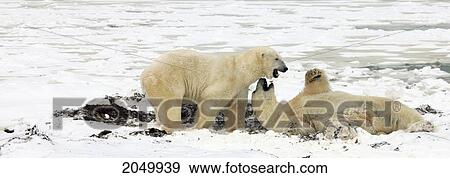 Polar Bears Sparring, Churchill, Manitoba View Large Photo Image Stock Photo - Polar Bears Sparring, Churchill, Manitoba. Fotosearch
