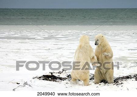 Stock Image - Polar Bears Sparring In Front Of Hudson Bay, Churchill, Manitoba. Fotosearch
