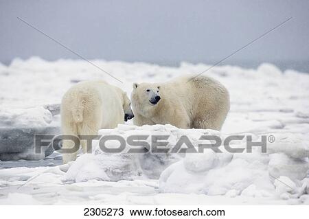Stock Image - Polar Bears Standing On The Ice On Hudson's Bay; Churchill Manitoba Canada. Fotosearch