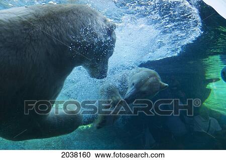Stock Image - Polar Bears (Ursus Arctos) Swimming Underwater At The San Diego Zoo; San Diego California United States Of America. Fotosearch