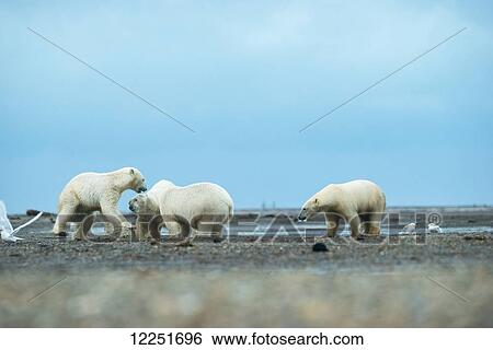 Stock Photograph - Polar bears (ursus maritimus) fighting for food; Kaktovik, Alaska, United States of America. Fotosearch