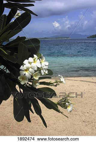 Polynesian White On Beach At Hotel Bora Bora View Large Photo Image Picture - Polynesian White On Beach At Hotel Bora Bora. Fotosearch