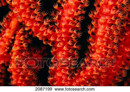 Polyp detail of gorgonian coral View Large Photo Image Stock Photo - Polyp detail of gorgonian coral. Fotosearch