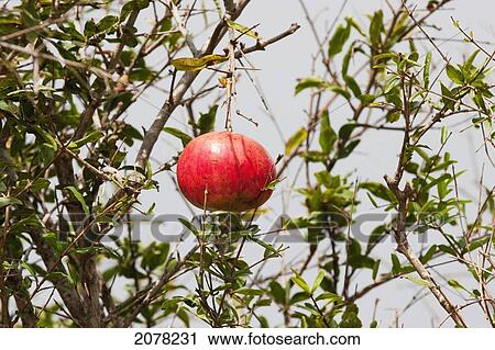 Pomegranate (Punica Granatum), Victoria (Rabat), Gozo Island, Malta View Large Photo Image Stock Image - Pomegranate (Punica Granatum), Victoria (Rabat), Gozo Island, Malta. Fotosearch