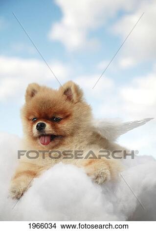 Pomeranian Puppy Dressed As An Angel In Heaven Laying On A Cloud. View Large Photo Image Picture - Pomeranian Puppy Dressed As An Angel In Heaven Laying On A Cloud.. Fotosearch