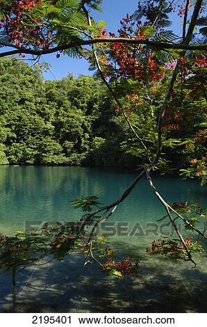 Stock Image - Ponciana Beside The Blue Hole Near Port Antonio, Jamaica.. Fotosearch