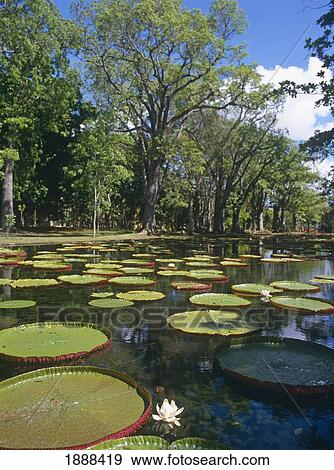 Stock Photo - Pond With Lilies At Botanical Gardens. Fotosearch
