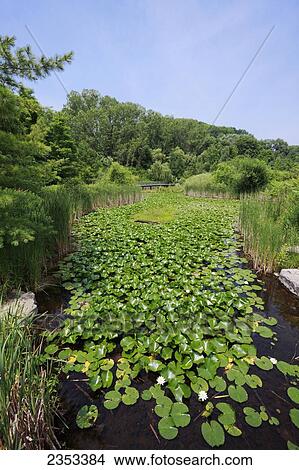 Picture - Pond With Lily Pads At Evergreen Brick Works; Toronto, Ontario, Canada. Fotosearch