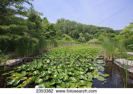 Stock Image - Pond With Lily Pads At Evergreen Brick Works; Toronto, Ontario, Canada. Fotosearch