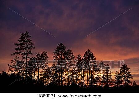 Stock Image - Ponderosa Pine Trees Against A Sunset. Fotosearch
