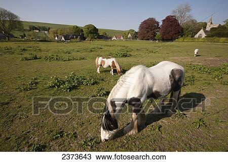 Ponies in the typical English countryside of rolling hills; Kingston Deverill, Wiltshire, England View Large Photo Image Stock Image - Ponies in the typical English countryside of rolling hills; Kingston Deverill, Wiltshire, England. Fotosearch