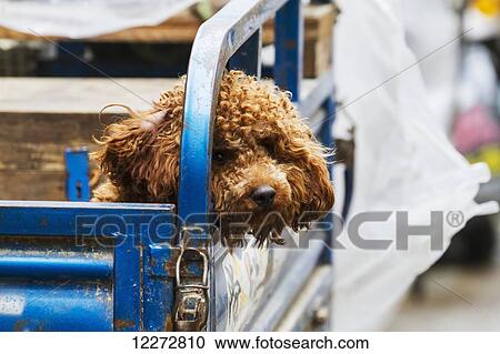 Poodle, Hongcun, Anhui, China View Large Photo Image Stock Image - Poodle, Hongcun, Anhui, China. Fotosearch