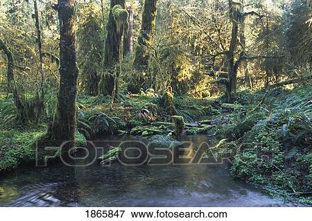 Pool In Temperate Rainforest Stream View Large Photo Image Stock Photo - Pool In Temperate Rainforest Stream. Fotosearch