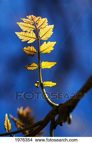 Picture - Poplar Tree, Tiny New Yellow Leaves Growing From Branch.. Fotosearch