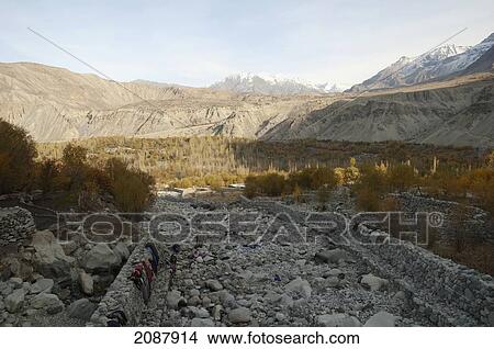 Picture - Poplar Trees In Fall By An Irrigation Canal, Khaplu, Northern Areas, Pakistan. Fotosearch