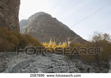 Stock Photograph - Poplar Trees In Fall By An Irrigation Canal, Khaplu, Northern Areas, Pakistan. Fotosearch
