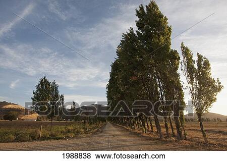 Poplar Trees In The Casablanca Valley, Valparaiso Region, Chile View Large Photo Image Stock Photo - Poplar Trees In The Casablanca Valley, Valparaiso Region, Chile. Fotosearch
