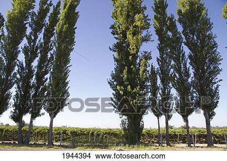 Picture - Poplars and vineyards, San Juan, Argentina. Fotosearch