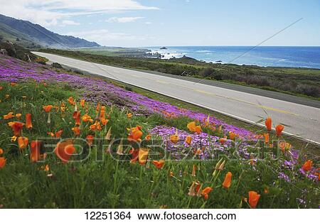 Poppies and ice plants bloom along the Big Sur Route 1; California, United States of America View Large Photo Image Picture - Poppies and ice plants bloom along the Big Sur Route 1; California, United States of America. Fotosearch