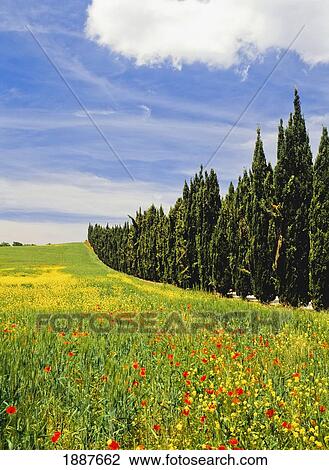 Stock Image - Poppies And Wild Flowers In Wheat Field Beside Line Of Cypress Trees. Fotosearch