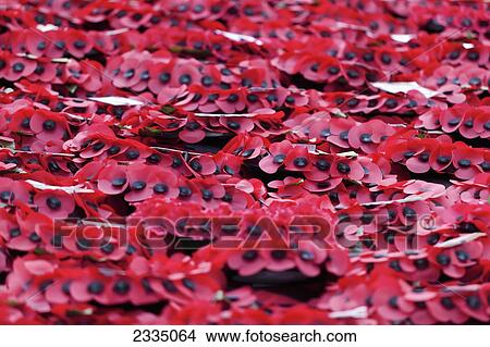 Picture - Poppies At Cenotaph On Remembrance Sunday; London, England, Uk. Fotosearch
