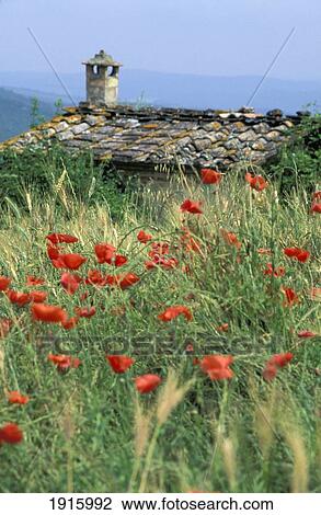 Stock Image - Poppies In Chianti ÃƒÆ’Ã‚Â¡. Fotosearch