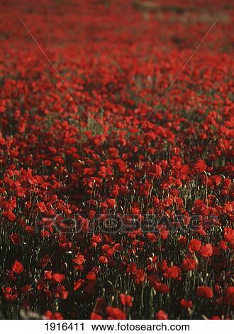 Stock Image - Poppies In Provence. Fotosearch