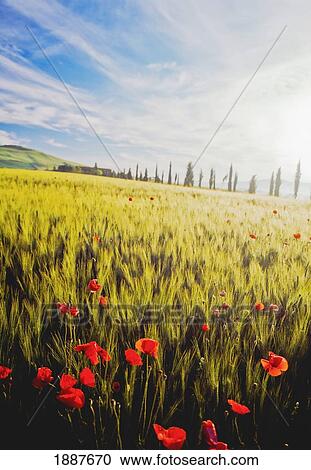 Poppies In Wheat Field At Dawn View Large Photo Image Stock Image - Poppies In Wheat Field At Dawn. Fotosearch