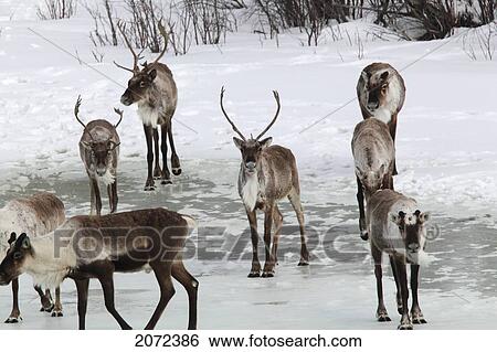 Porcupine Caribou Herd Along The Dempster Highway, Yukon, Canada View Large Photo Image Stock Photograph - Porcupine Caribou Herd Along The Dempster Highway, Yukon, Canada. Fotosearch