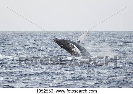 Stock Image - Porpoise Surfacing, Maui, Hawaii, Usa. Fotosearch