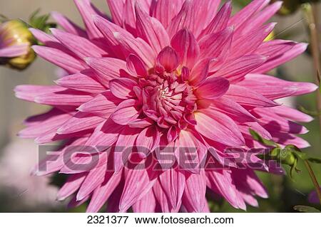 Stock Photo - Portland, Oregon, Pink Dahlia Hybrid Flower.. Fotosearch