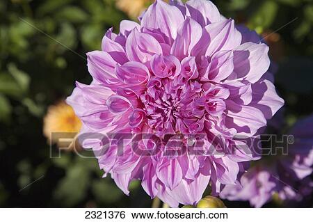 Stock Photograph - Portland, Oregon, Pink Dahlia Hybrid Flower.. Fotosearch