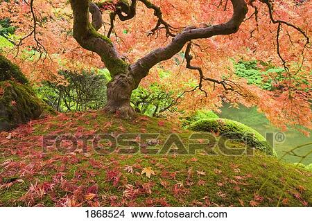 Portland, Oregon, United States Of America; Portland Japanese Garden In Autumn View Large Photo Image Picture - Portland, Oregon, United States Of America; Portland Japanese Garden In Autumn. Fotosearch
