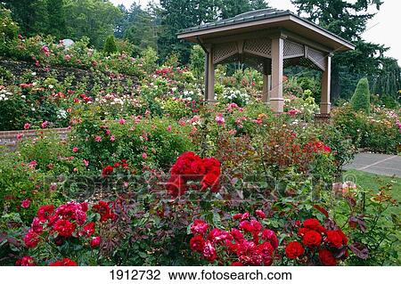 Portland Rose Garden; Portland, Oregon, United States Of America View Large Photo Image Stock Image - Portland Rose Garden; Portland, Oregon, United States Of America. Fotosearch