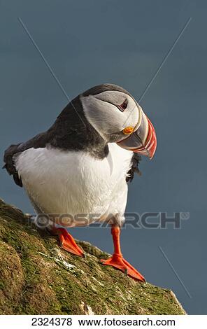 Stock Photo - Portrait of a colorful puffin; Iceland. Fotosearch